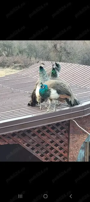 Pereche păuni maturi reproducători - imagine 3