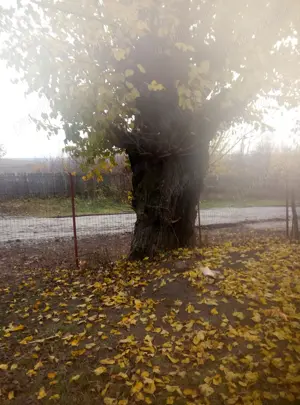 vand teren intravilan Baduleasa,Teleorman , 2500mp - imagine 2