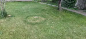 Case + teren 3000mp. de vanzare - imagine 4