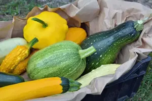 Seminte Dovlecei rotund galben verde zucchini Pachet 10 plicuri