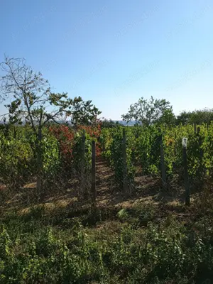 Casa batraneasca de vanzare - imagine 10