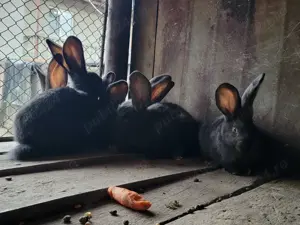 Pui uriaș german  - imagine 2 Pui uriaș german  - imagine 2