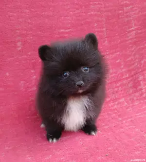 Asigur transport !!! Pui Pomeranian mini toy cu Pedigree !!!