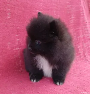 Asigur transport !!! Pui Pomeranian mini toy cu Pedigree !!! - imagine 2