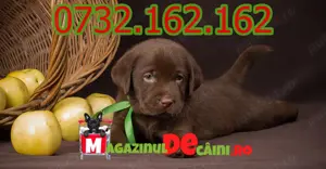 Cumpără legal catei Labrador Maro Ciocolatiu cu carnet,vaccin,microcip,inregistrare,factura-livrare
