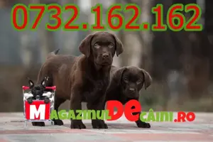 Cumpara legal catei Labrador cu factura,microcip,carnet,inregistrare-livrare personala la Timisoara - imagine 3