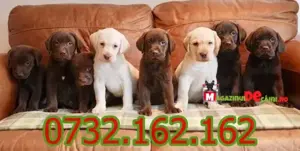 Cumpără legal catei Labrador Maro Ciocolatiu cu carnet,vaccin,microcip,inregistrare,factura-livrare  - imagine 3