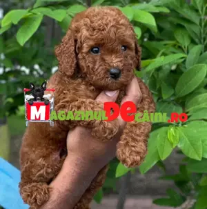 Cumpara legal LA OFERTA catei Caniche Pudel Mini cu Factura,Carnet,Microcip-Livrare la Pitesti - imagine 7