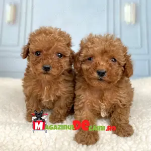 Cumpara legal LA OFERTA catei Caniche Pudel Mini cu Factura,Carnet,Microcip-Livrare la Pitesti - imagine 8