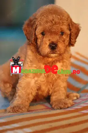 LA OFERTA Cumpara legal Caniche Pitic cu FACTURA,Carnet,Inregistrare,Microcip-Livrare la Brasov - imagine 6