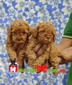Caniche Pitic Pudel Toy Poodle! Rasa Pura! Factura!Microcip!Inregistrare!Garantie!Livrare la Suceava - imagine 5