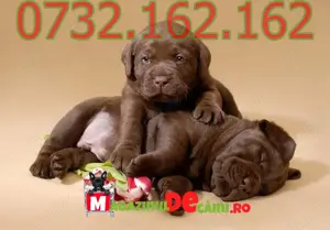 Cumpara legal catei Labrador cu factura,microcip,carnet,inregistrare-livrare personala la Timisoara - imagine 2