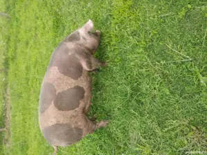porci pietrain belgian - imagine 4