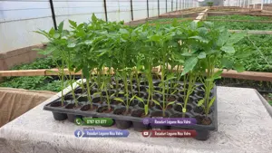 Rasad tomate, rosii, castraveti, ardei, vinete, varza - rasaduri 2026 - imagine 2