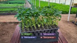 Rasad tomate, rosii, castraveti, ardei, vinete, varza - rasaduri 2026 - imagine 4