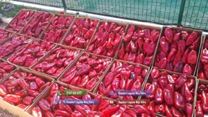 Rasad tomate, rosii, castraveti, ardei, vinete, varza - rasaduri 2026 - imagine 5