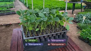 Rasad tomate, rosii, castraveti, ardei, vinete, varza - rasaduri 2026 - imagine 8