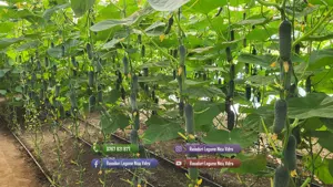 Rasad tomate, rosii, castraveti, ardei, vinete, varza - rasaduri 2026 - imagine 7