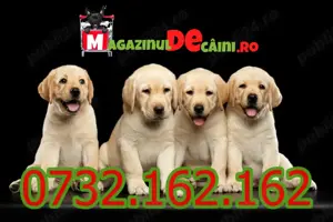 Cumpara legal catei Labrador rasa pura,jucausi,sanatosi cu carnet,factura,microcip,livrare Bucuresti - imagine 6