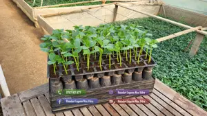 Rasad tomate, rosii, castraveti, ardei, vinete, varza - rasaduri 2026 - imagine 6