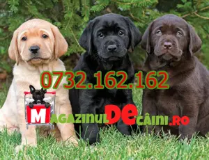 Cumpara legal catei Labrador rasa pura,jucausi,sanatosi cu carnet,factura,microcip,livrare Bucuresti