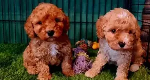 Vând maltipoo - imagine 2