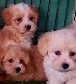 Vând maltipoo - imagine 3