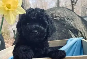 Vând cavapoo - imagine 2