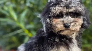 Vând cavapoo - imagine 3