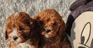 Vând cavapoo
