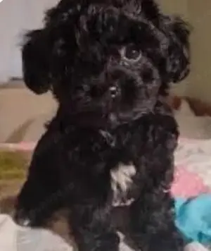 Vând havapoo - imagine 4