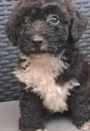 Vând havapoo - imagine 2