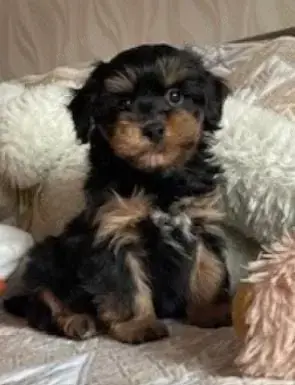 Vând havapoo - imagine 3