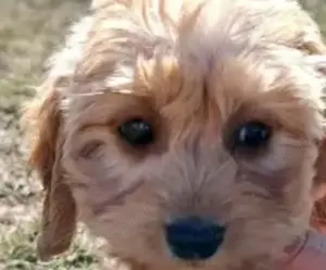 Vând pui de labradoodle