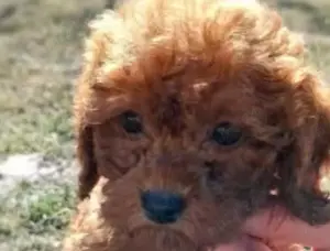 Vând pui de labradoodle - imagine 2 Vând pui de labradoodle - imagine 2