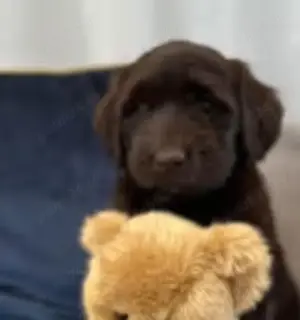 Vând pui de labradoodle - imagine 3 Vând pui de labradoodle - imagine 3