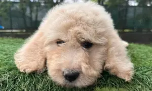 Vând pui de goldendoodle - imagine 2 Vând pui de goldendoodle - imagine 2