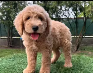 Vând pui de goldendoodle