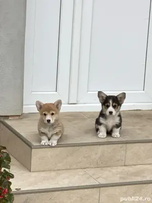 Catei Pembroke Corgi