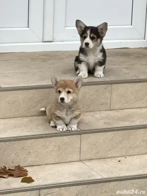 Catei Pembroke Corgi - imagine 2