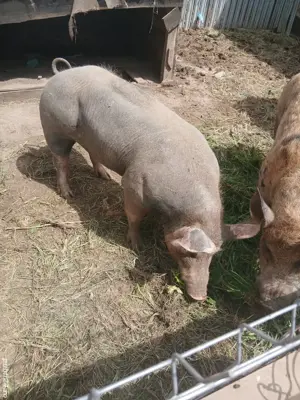 Vand scroafa rasa pura