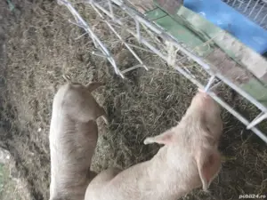 Vand purcei  - imagine 2