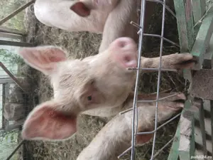 Vand purcei  - imagine 3