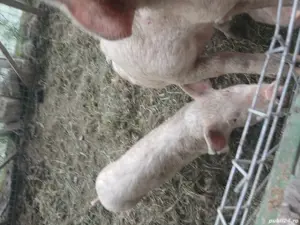 Vand purcei  - imagine 4