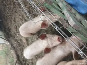 Vand purcei  - imagine 5