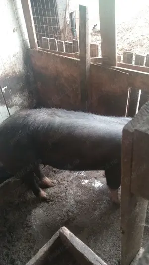 Vând porc și  sau scroafa