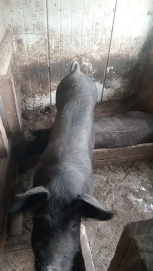 Vând porc și  sau scroafa - imagine 2