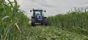 Samanta Iarba de sudan   sorg = hibrid rezistent la seceta