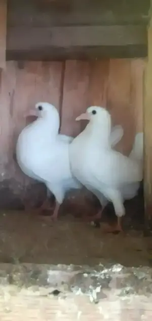 Porumbei Albi - imagine 3