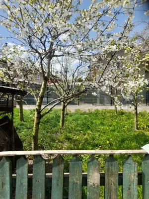 Vanzare Casa Proprietar Campulung Moldovenesc - imagine 8